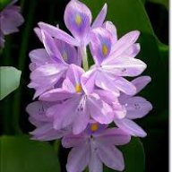 violet_flowers92
