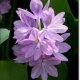 violet_flowers92